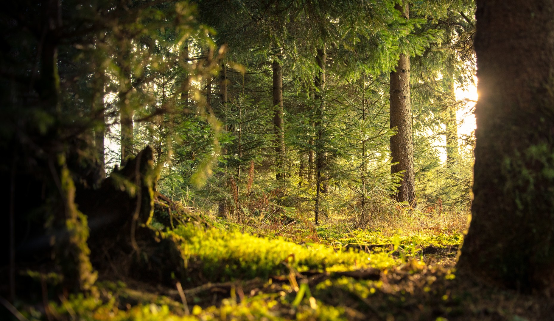 conifer-daylight-environment-338936